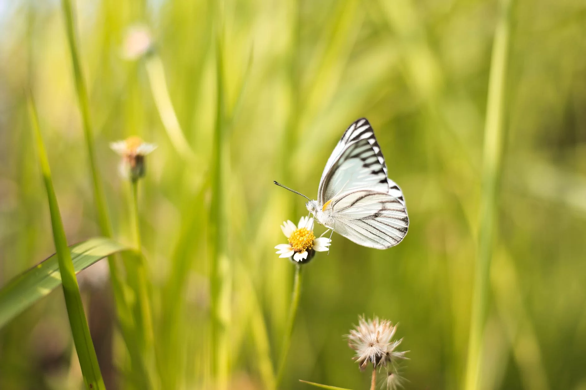 white and black butterfly on shrubs
